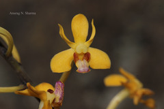 Vanda testacea